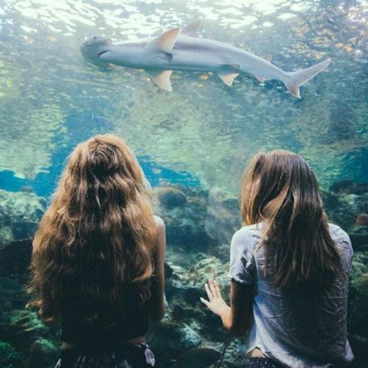 6686体育铁牌作者Gale